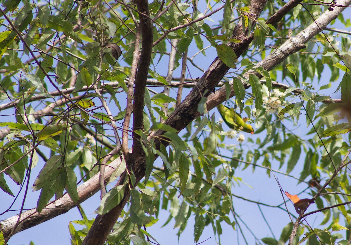 Olive-headed Lorikeet - ML309612601