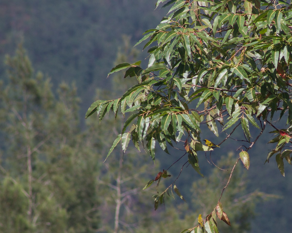 Yellow-eared Honeyeater - ML309612611