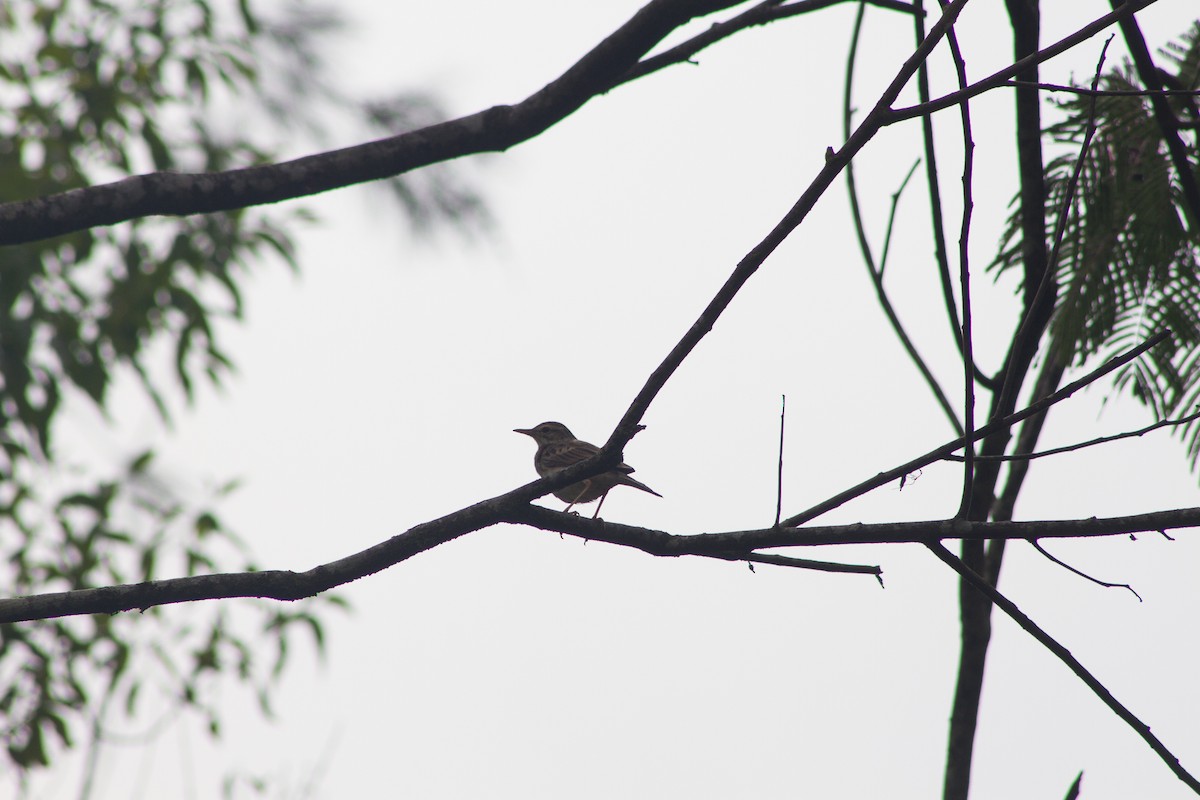 Paddyfield Pipit - ML309612661