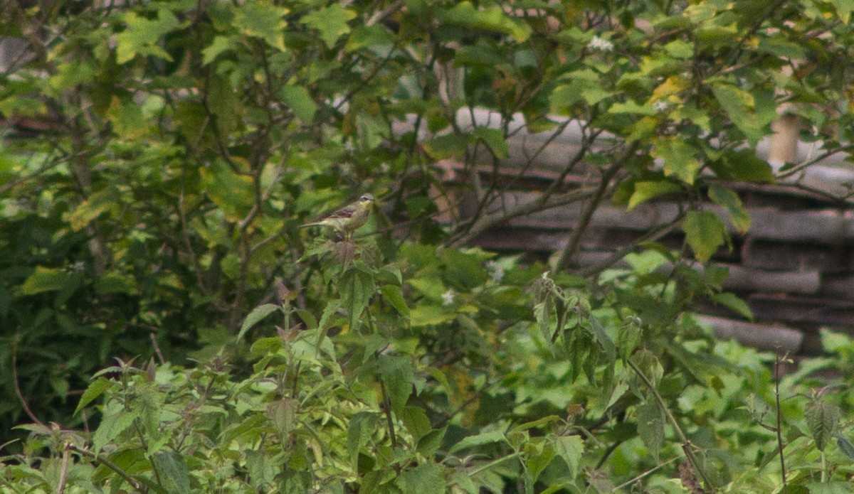 Eastern Yellow Wagtail - ML309612691