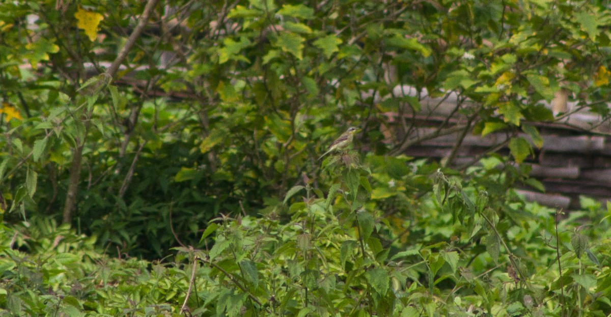 Eastern Yellow Wagtail - ML309612761