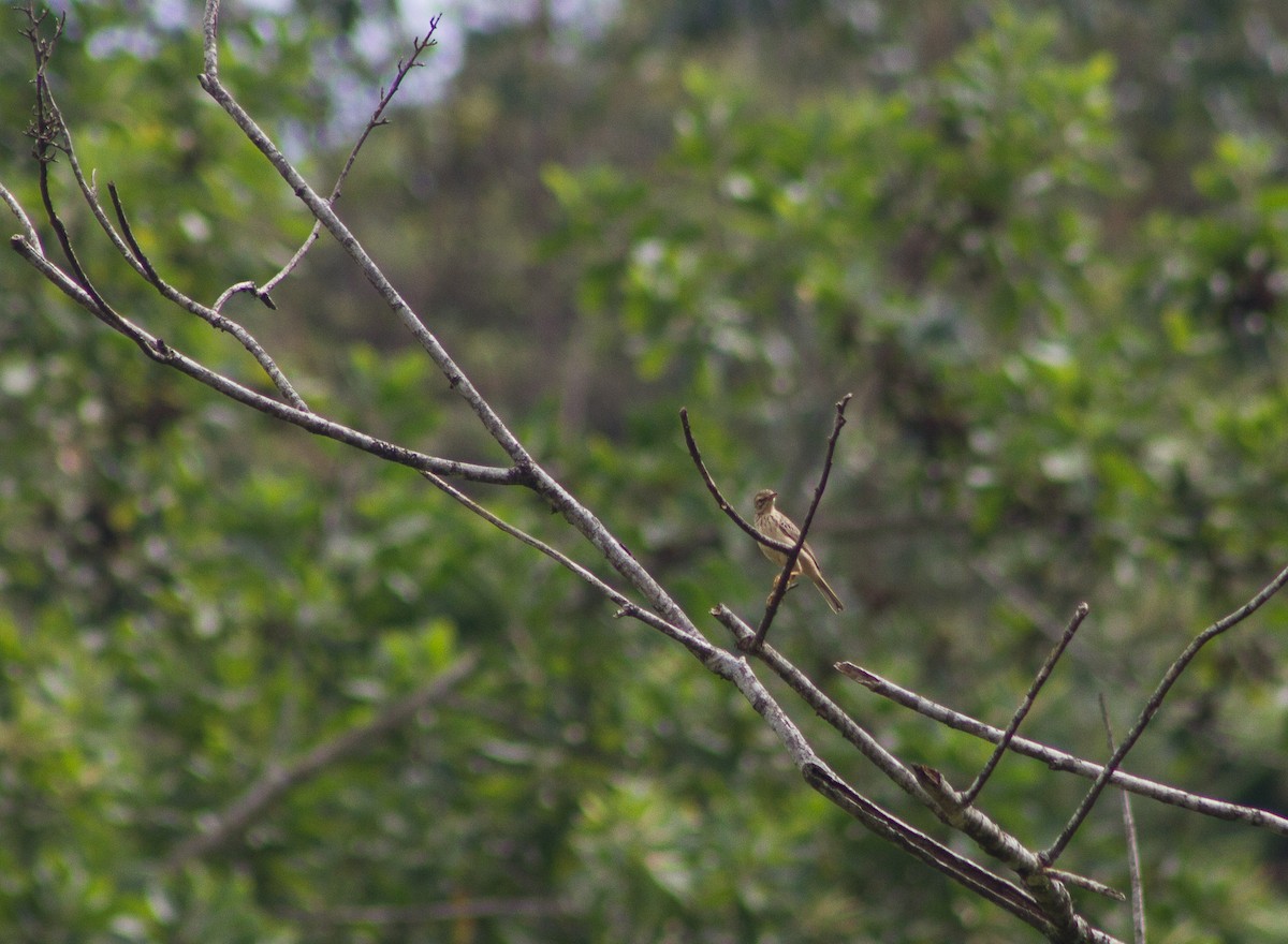 Paddyfield Pipit - ML309612771