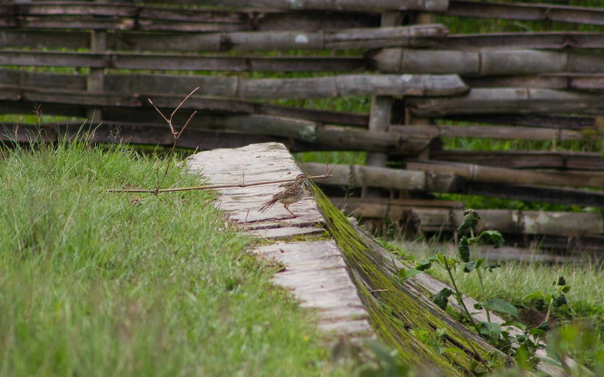Paddyfield Pipit - ML309612801