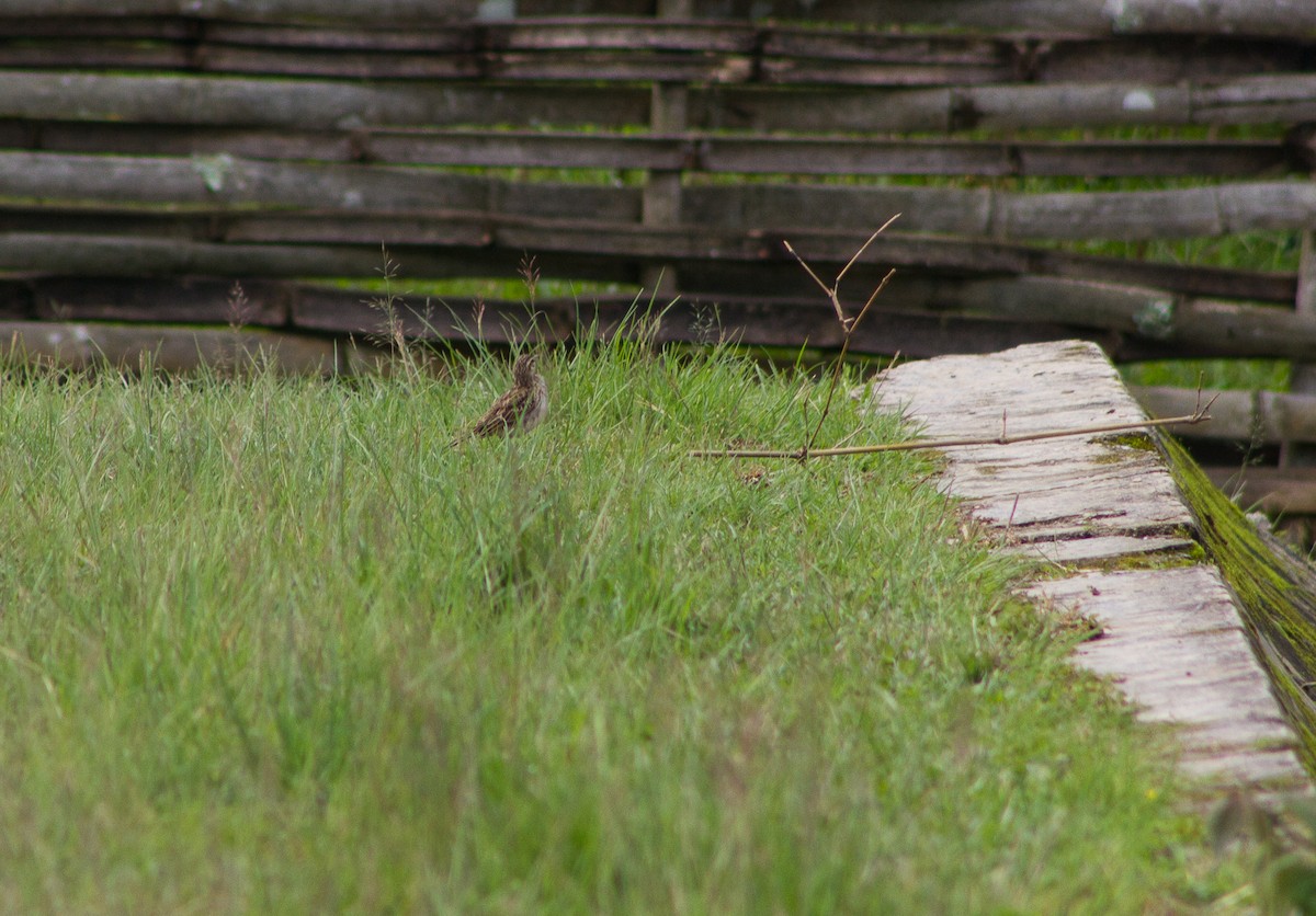 Paddyfield Pipit - ML309612911