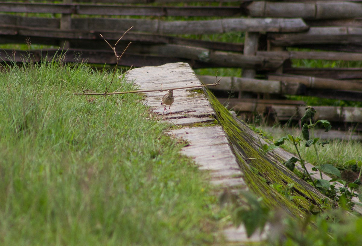 Paddyfield Pipit - ML309612921