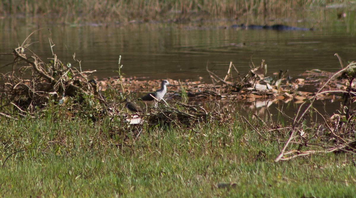 Common Greenshank - ML309612931