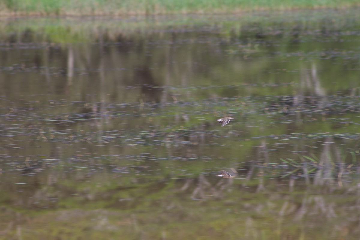 Common Sandpiper - ML309613001