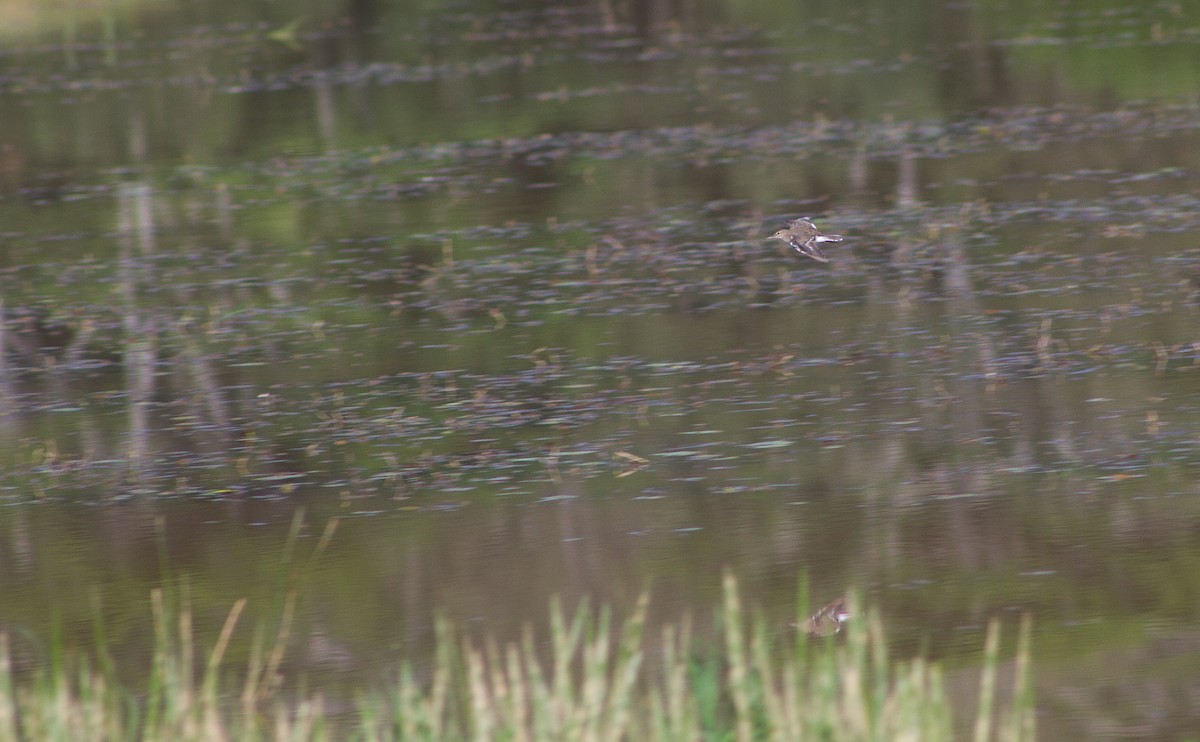 Common Sandpiper - ML309613011