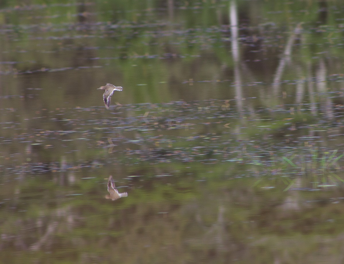 Common Sandpiper - ML309613021