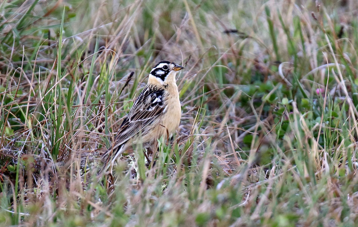 Smith's Longspur - ML309613431