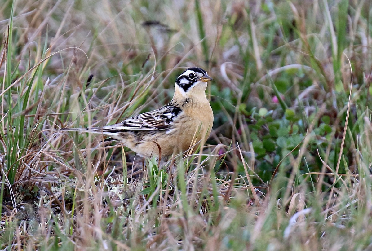 Smith's Longspur - ML309613441