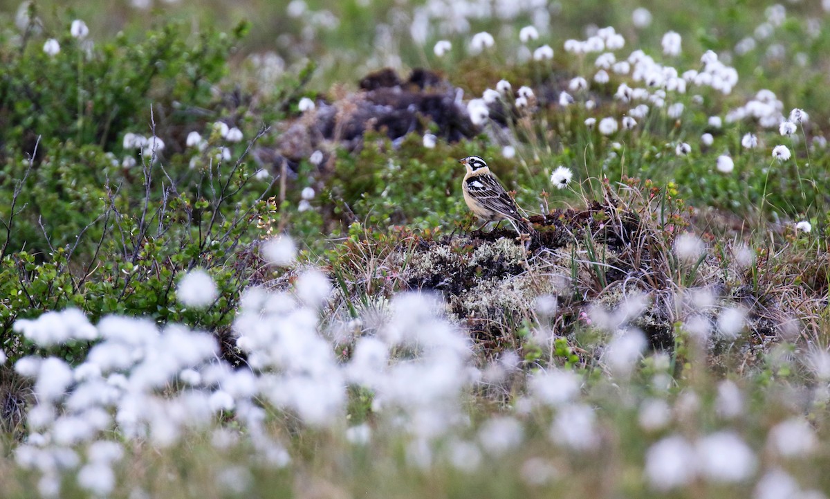 Smith's Longspur - ML309613471