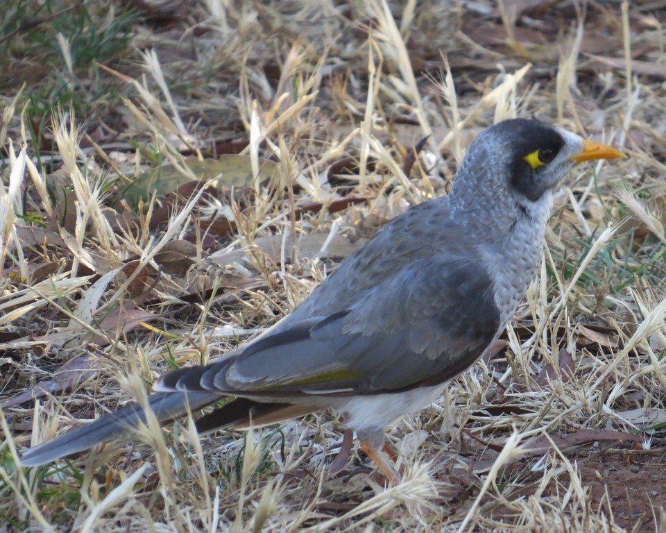 Noisy Miner - ML309613501