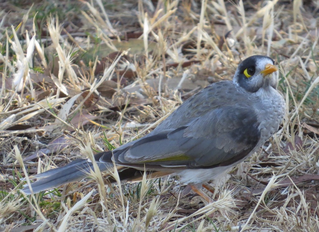 Noisy Miner - ML309613511