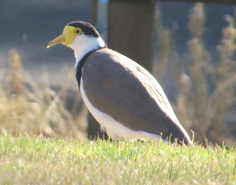 Masked Lapwing - ML309613751