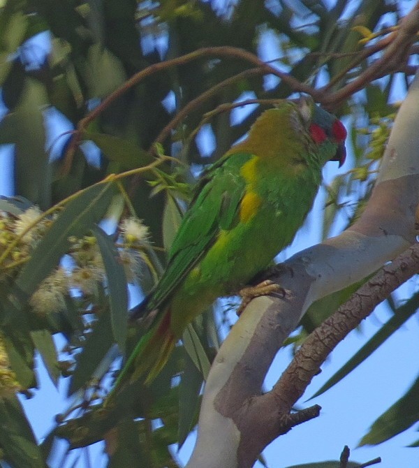 Musk Lorikeet - ML309614101