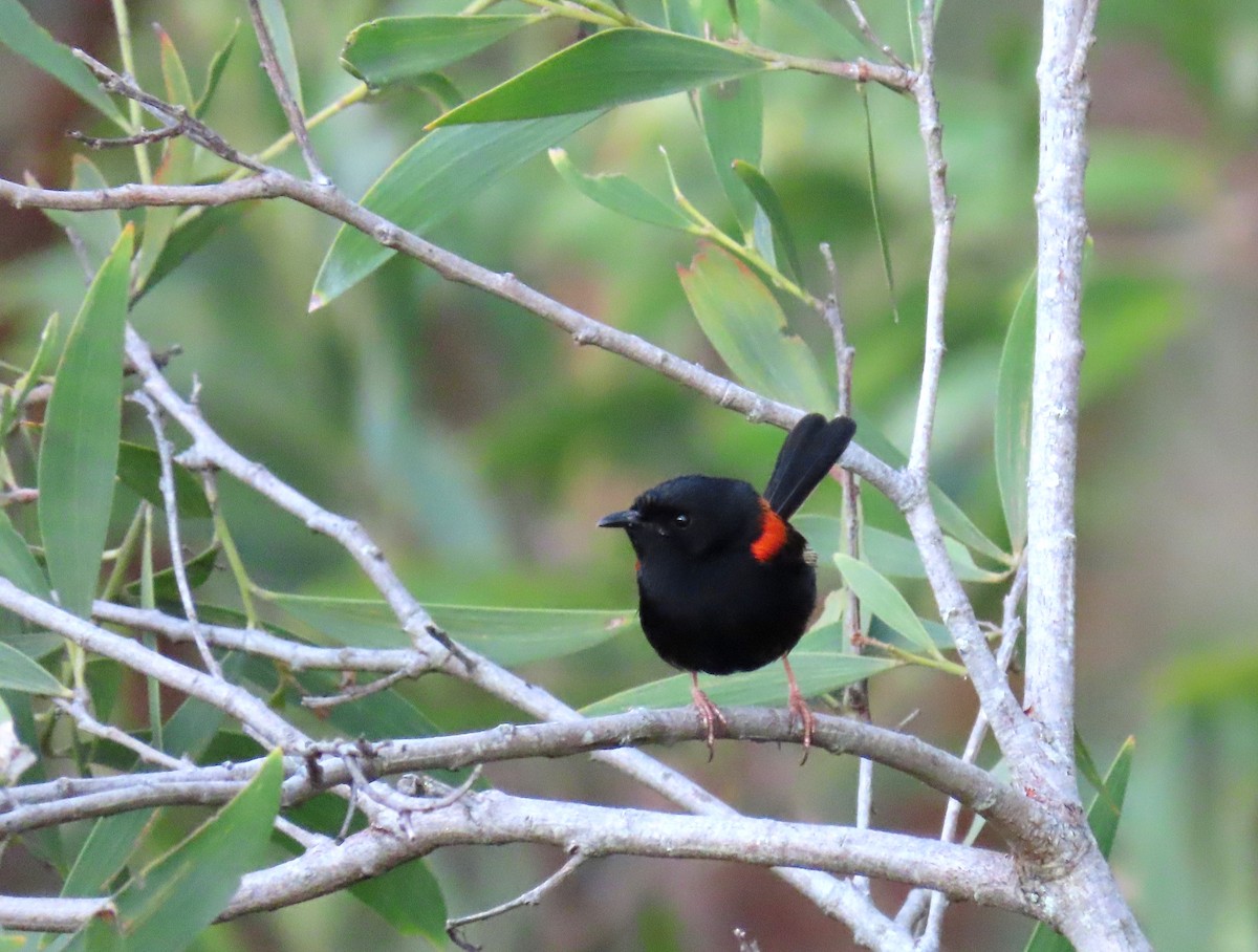 Red-backed Fairywren - ML309614221