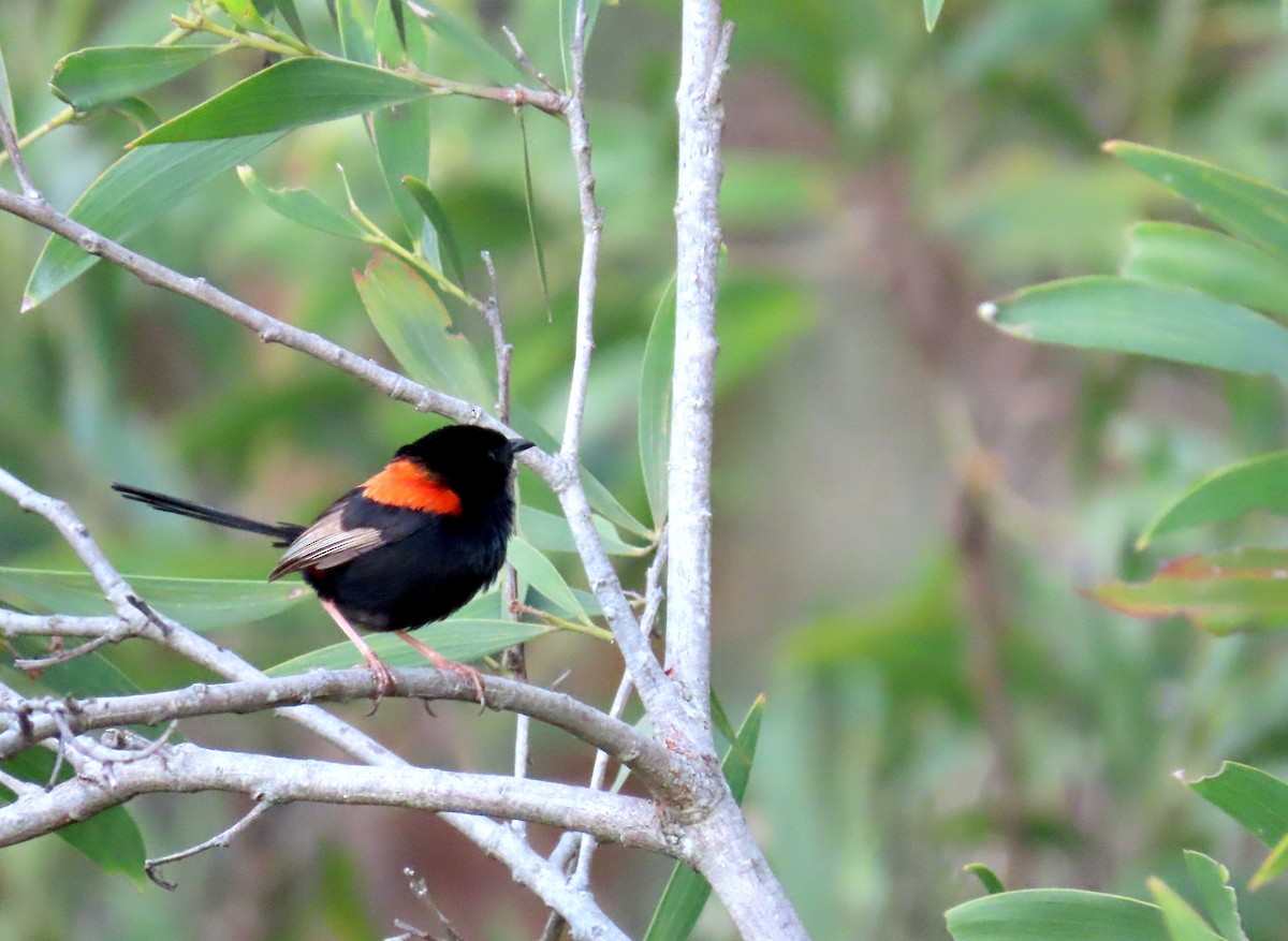Red-backed Fairywren - ML309614251