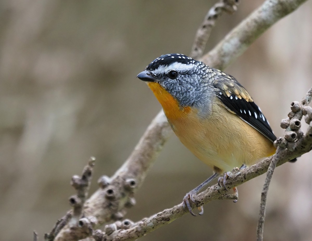 Spotted Pardalote - ML309614571