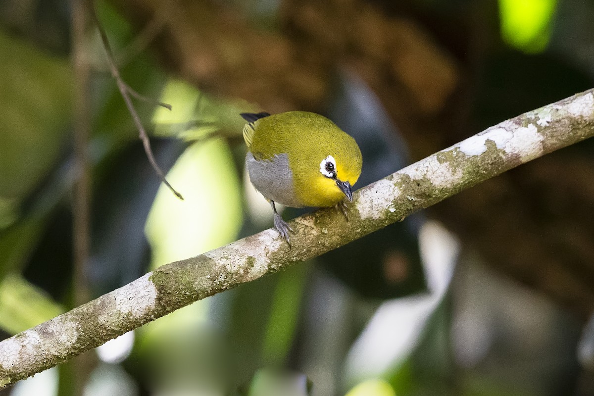 South Pare White-eye - ML309614941