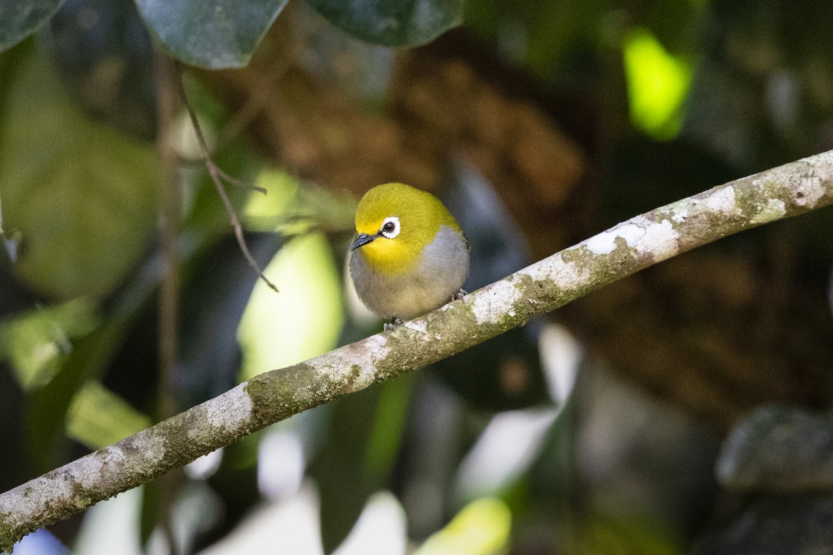 South Pare White-eye - ML309614971