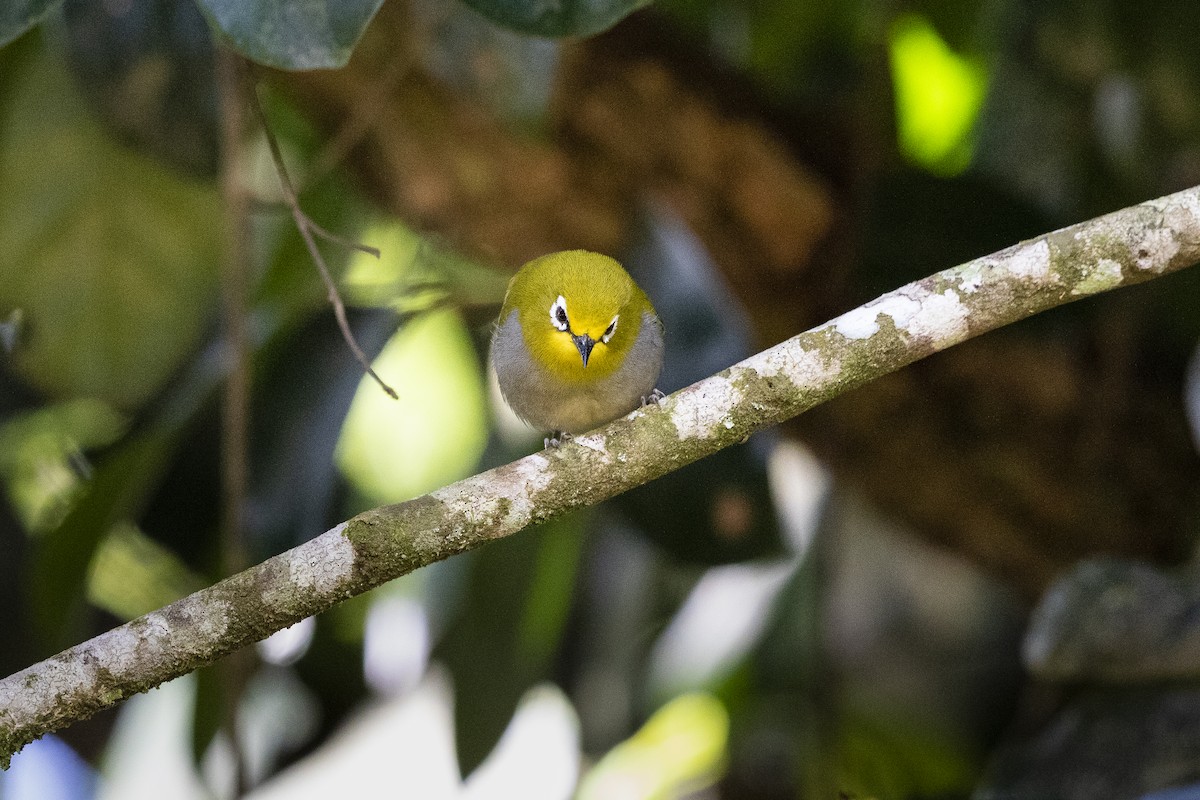 South Pare White-eye - ML309614981