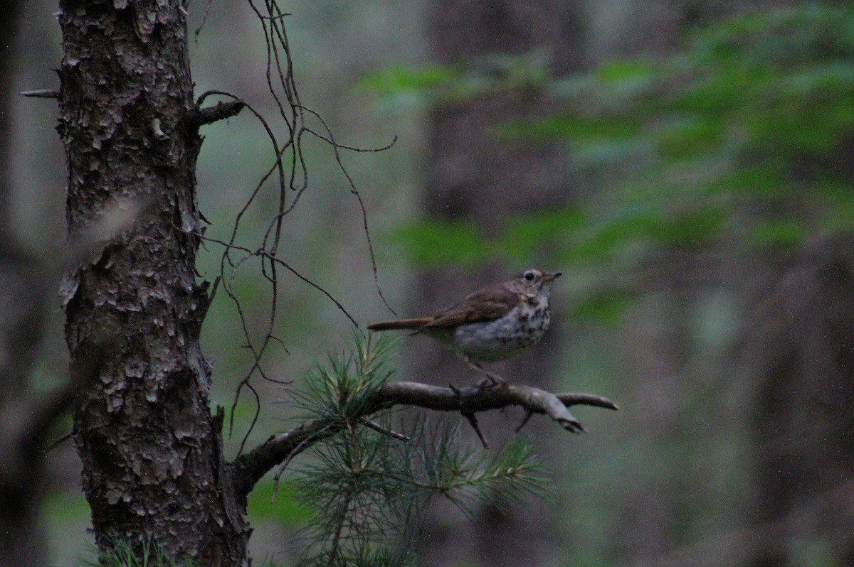 Hermit Thrush - ML30961941