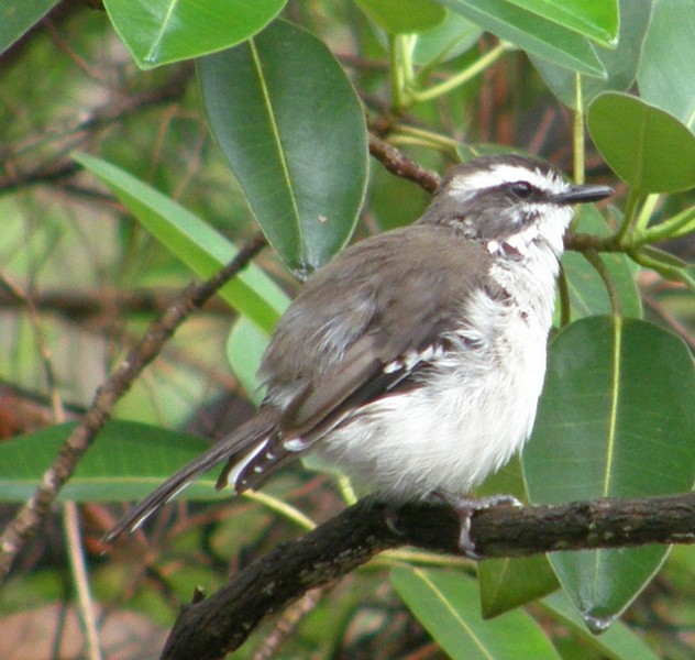 White-browed Robin - George and Teresa Baker