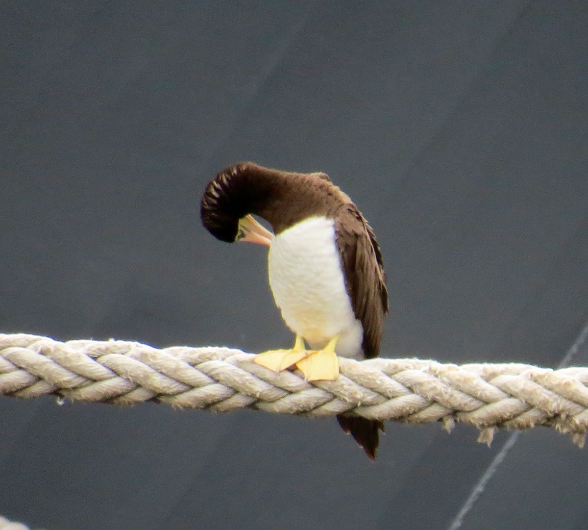 Brown Booby - ML30962051
