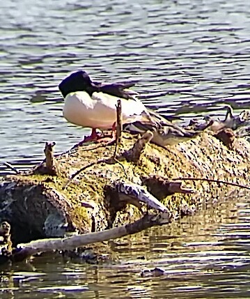 Common Merganser - ML309620611