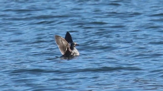 Pigeon Guillemot - ML309620701