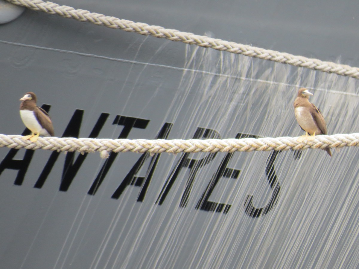 Brown Booby - ML30962071