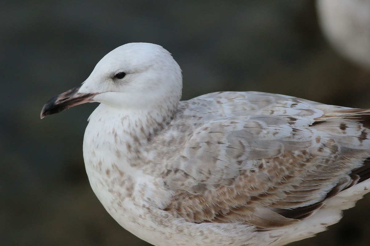 Caspian Gull - ML309620871