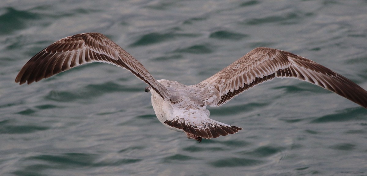 Caspian Gull - ML309620951