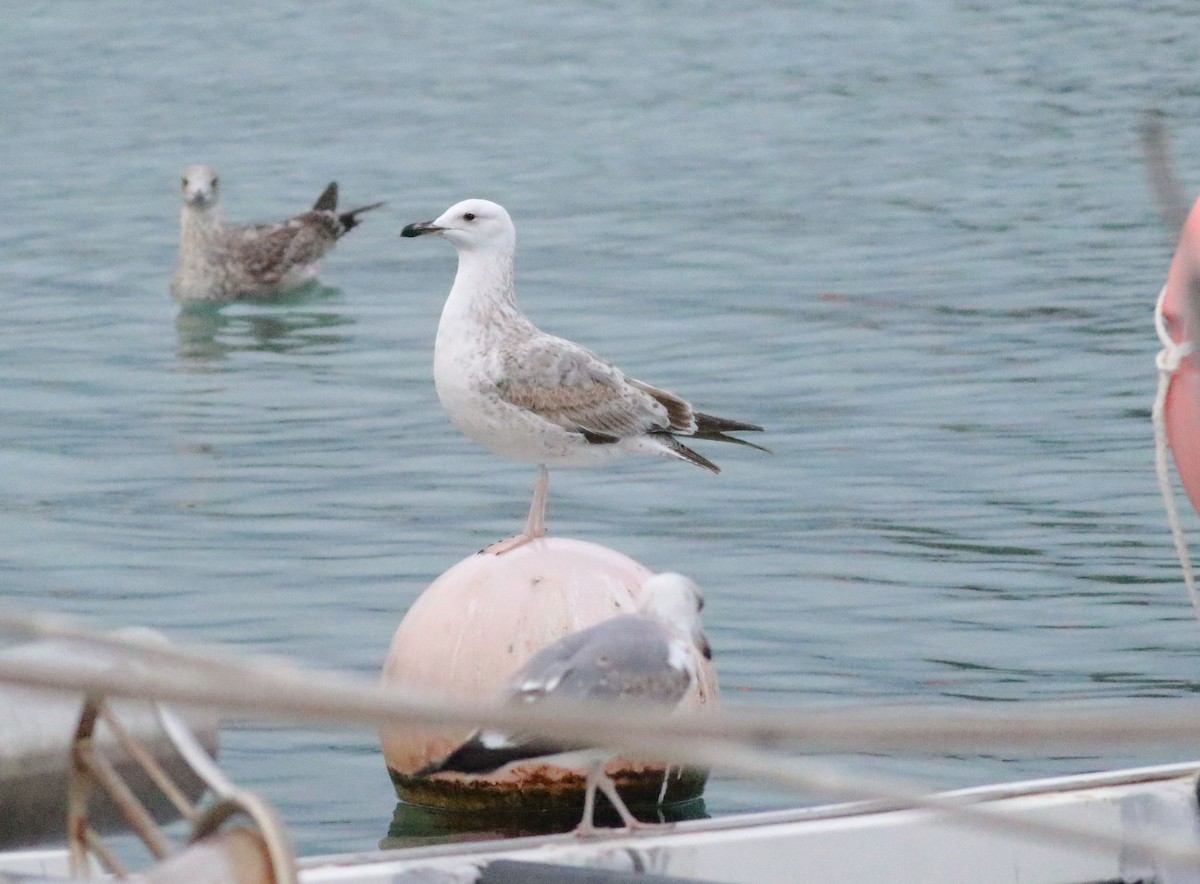 Caspian Gull - Georg Schreier Birdwatching Algarve