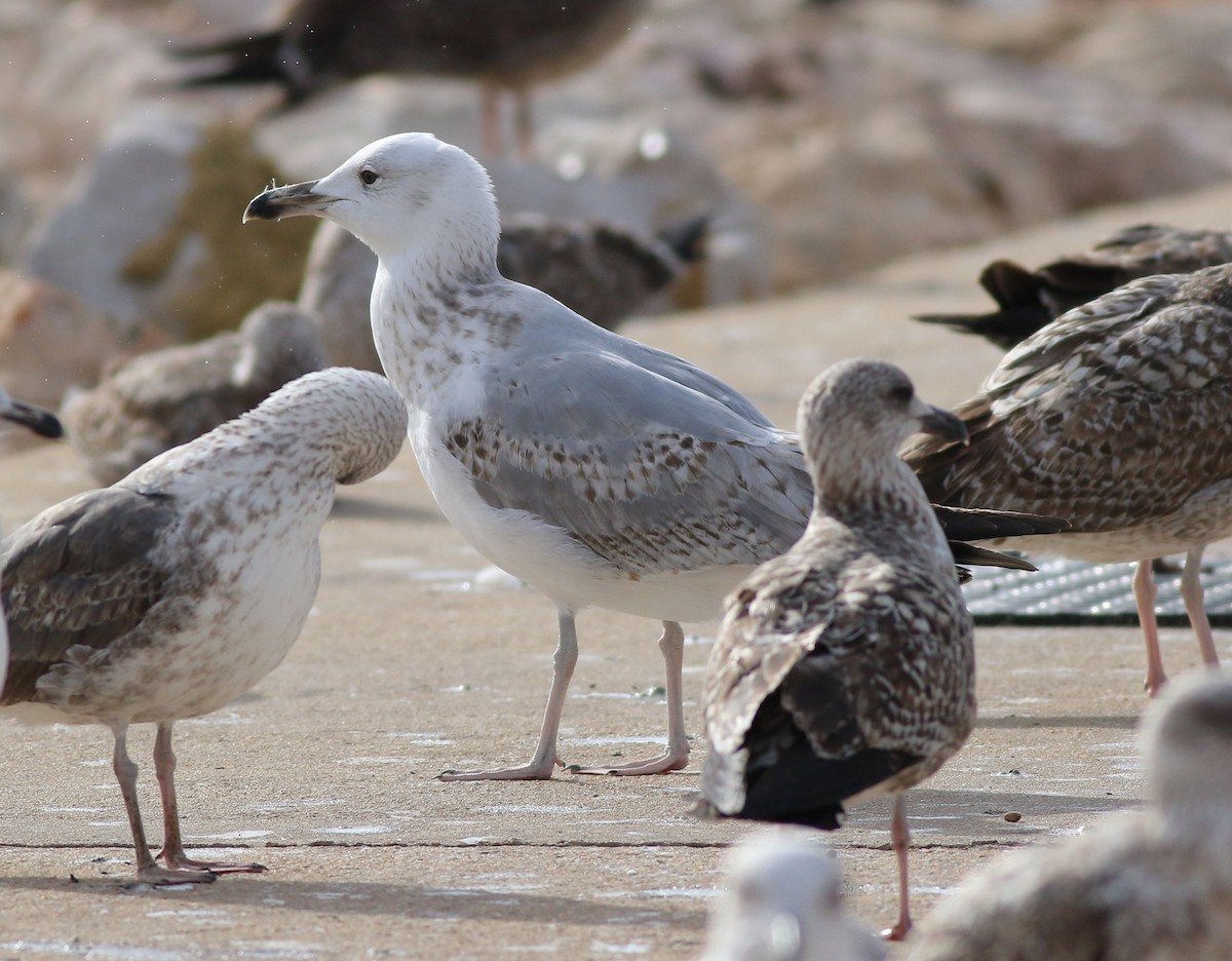 Caspian Gull - Georg Schreier Birdwatching Algarve