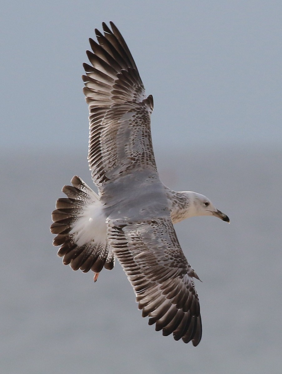 Gaviota del Caspio - ML309621341