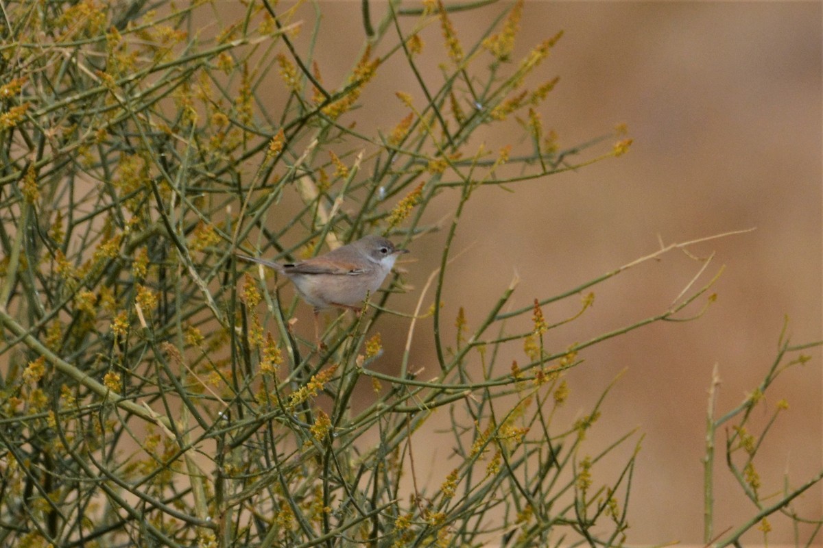 Spectacled Warbler - ML309622271