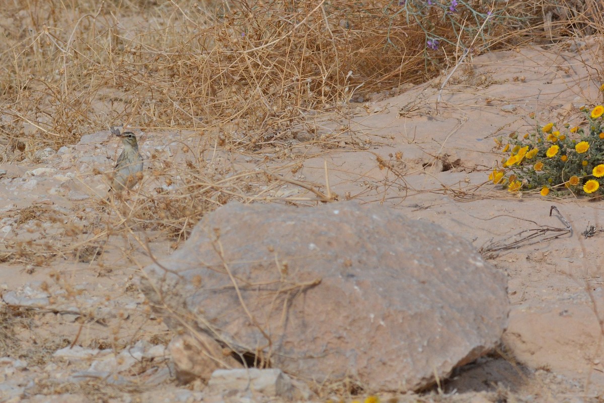 Tawny Pipit - ML309622641