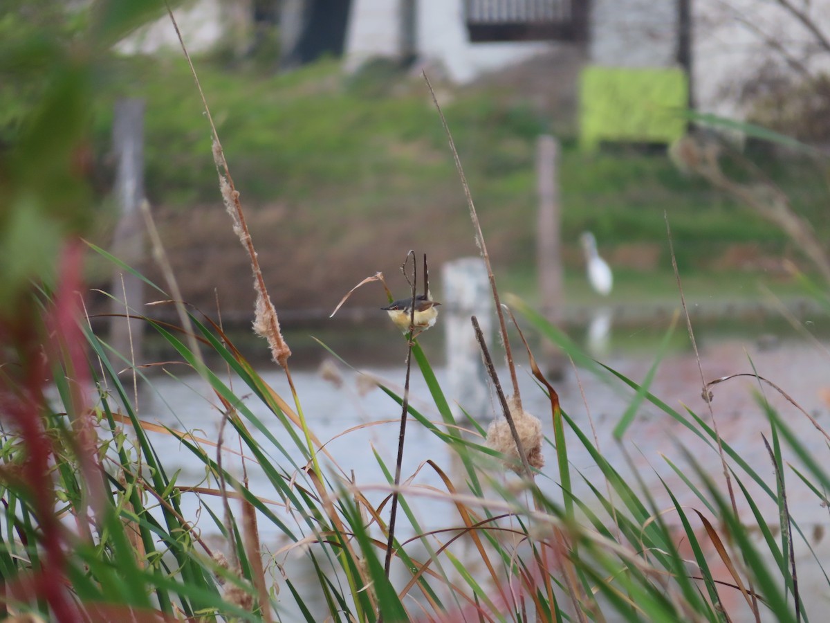 Ashy Prinia - ML309622661