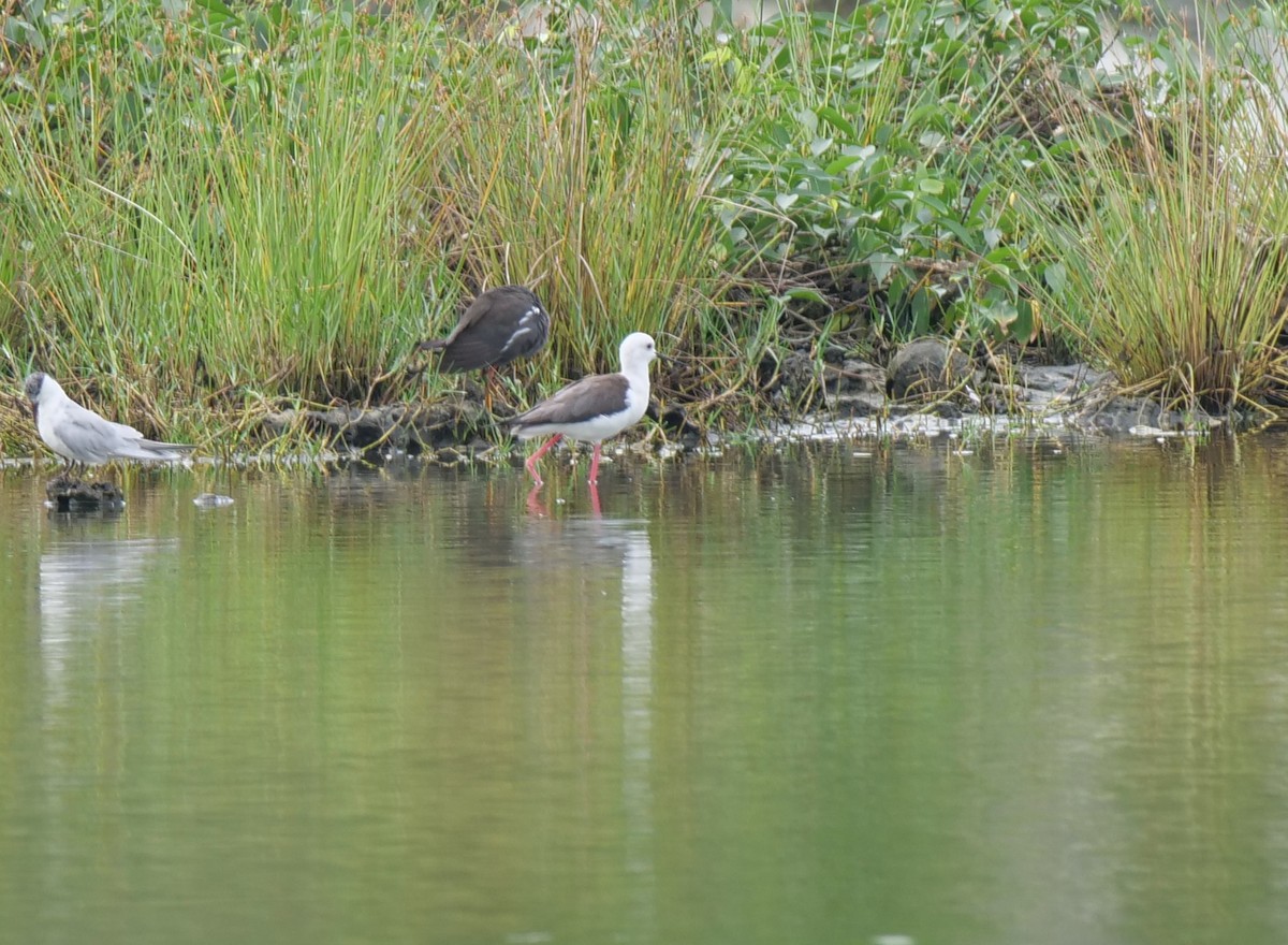 Black-winged Stilt - Pete Simpson