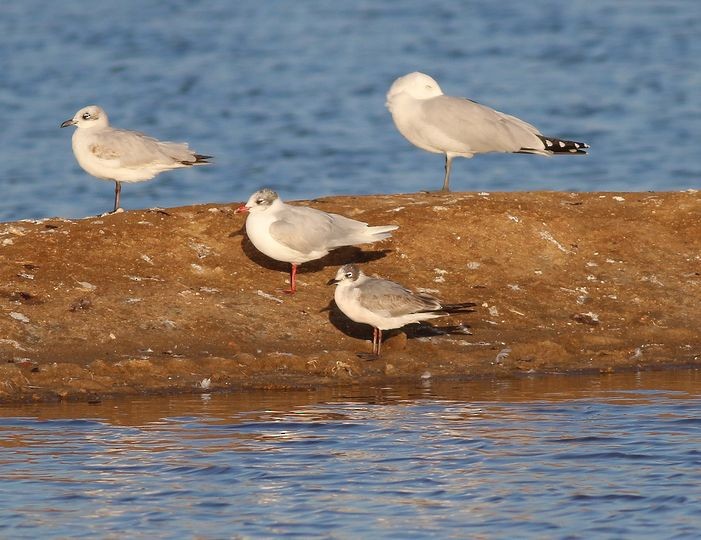 Gaviota Pipizcan - ML309624781