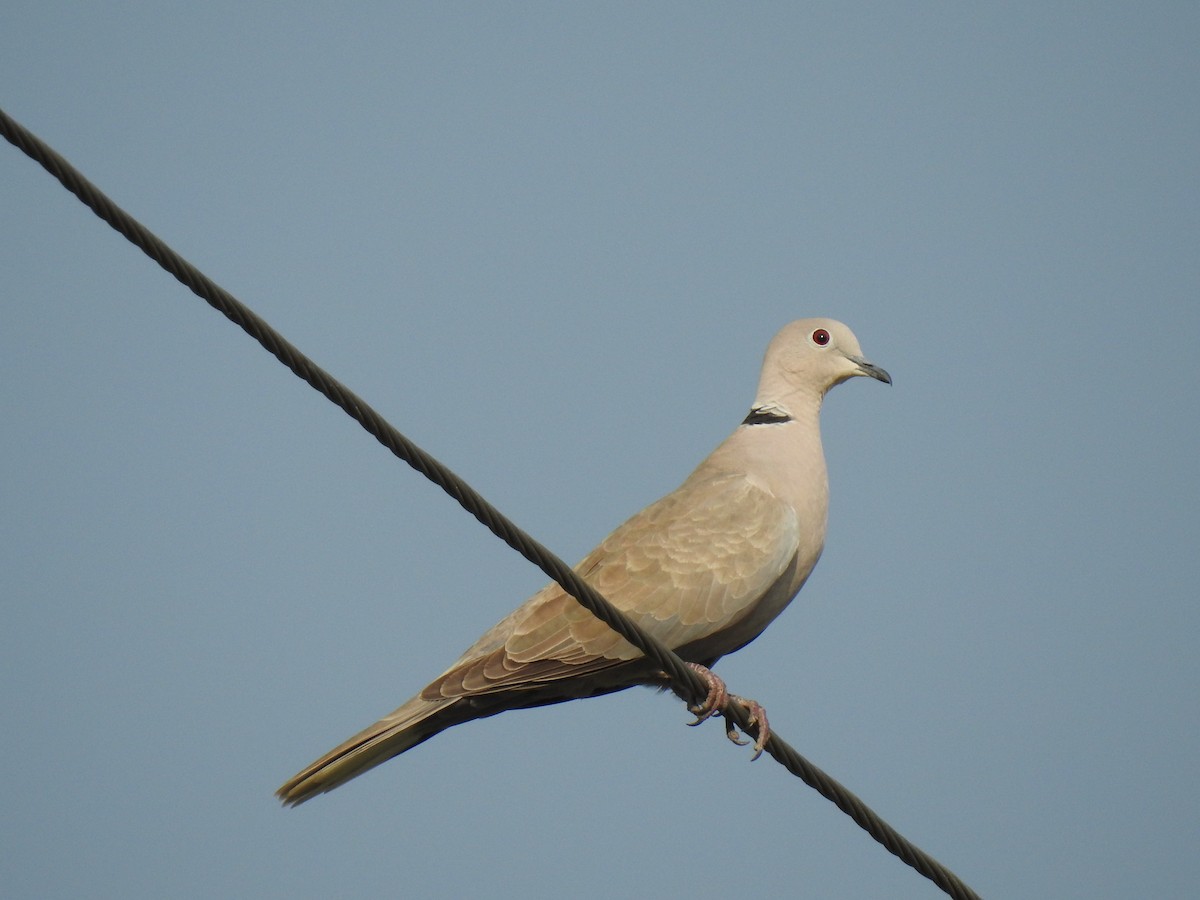 Eurasian Collared-Dove - ML309624901