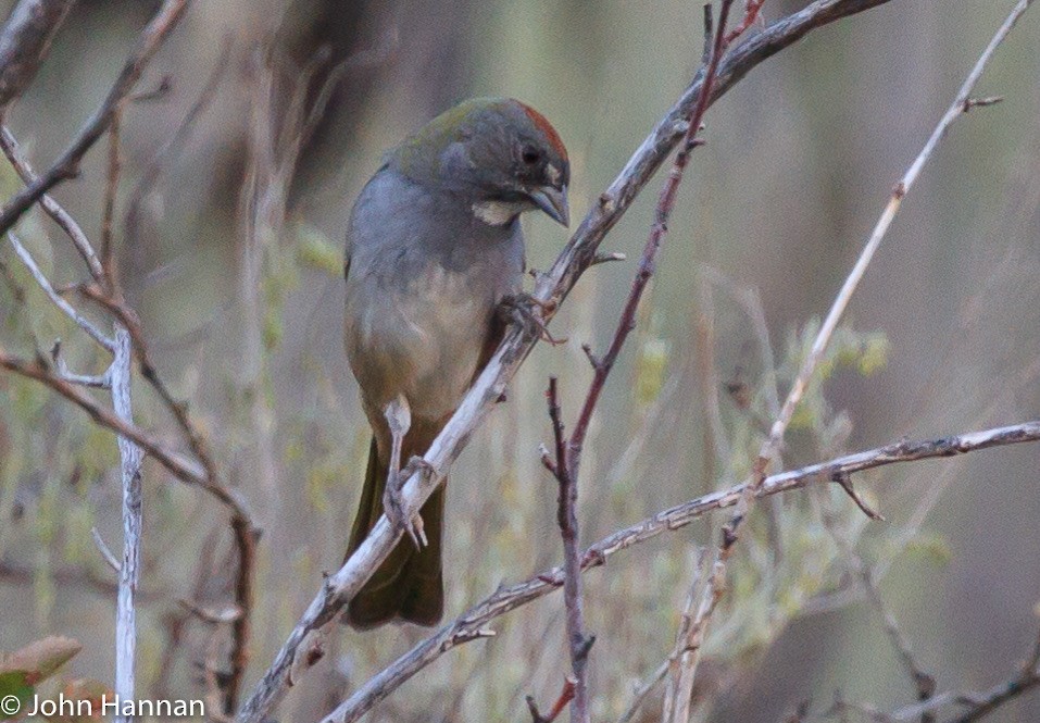 Green-tailed Towhee - John Hannan