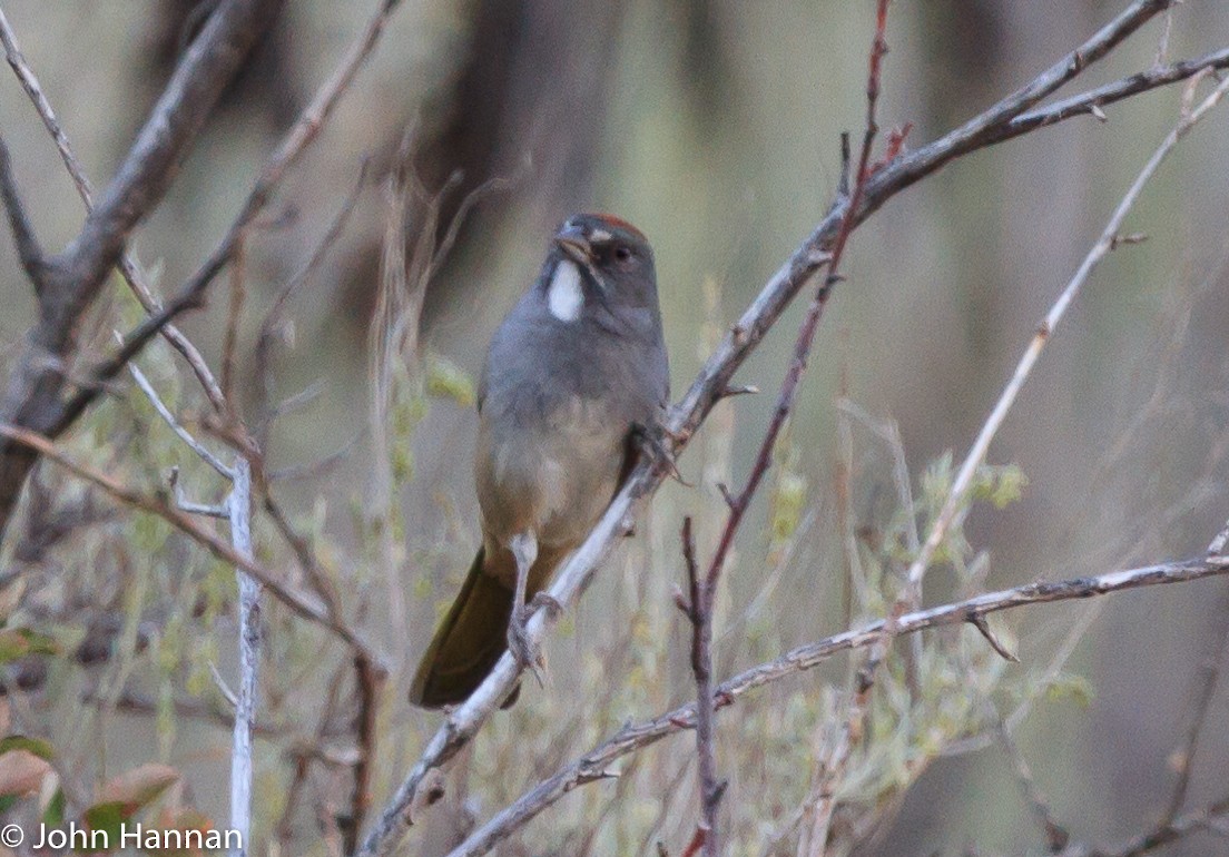 Green-tailed Towhee - ML309625521