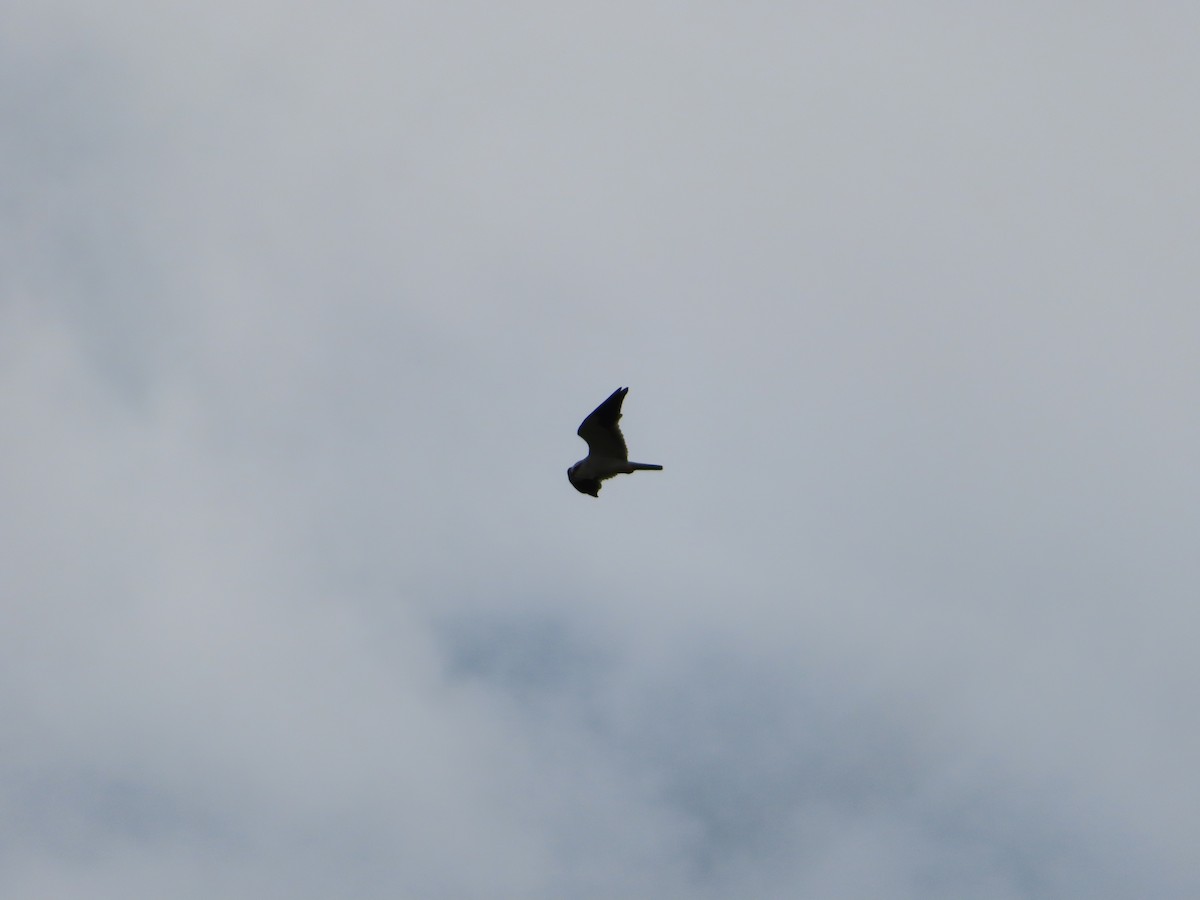 Black-winged Kite - ML309626741
