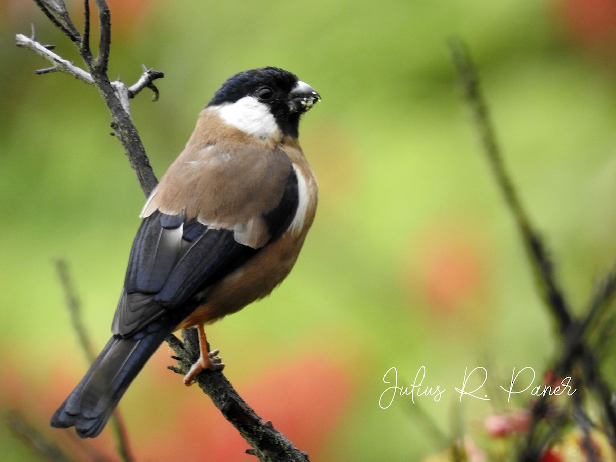 White-cheeked Bullfinch - ML309626871