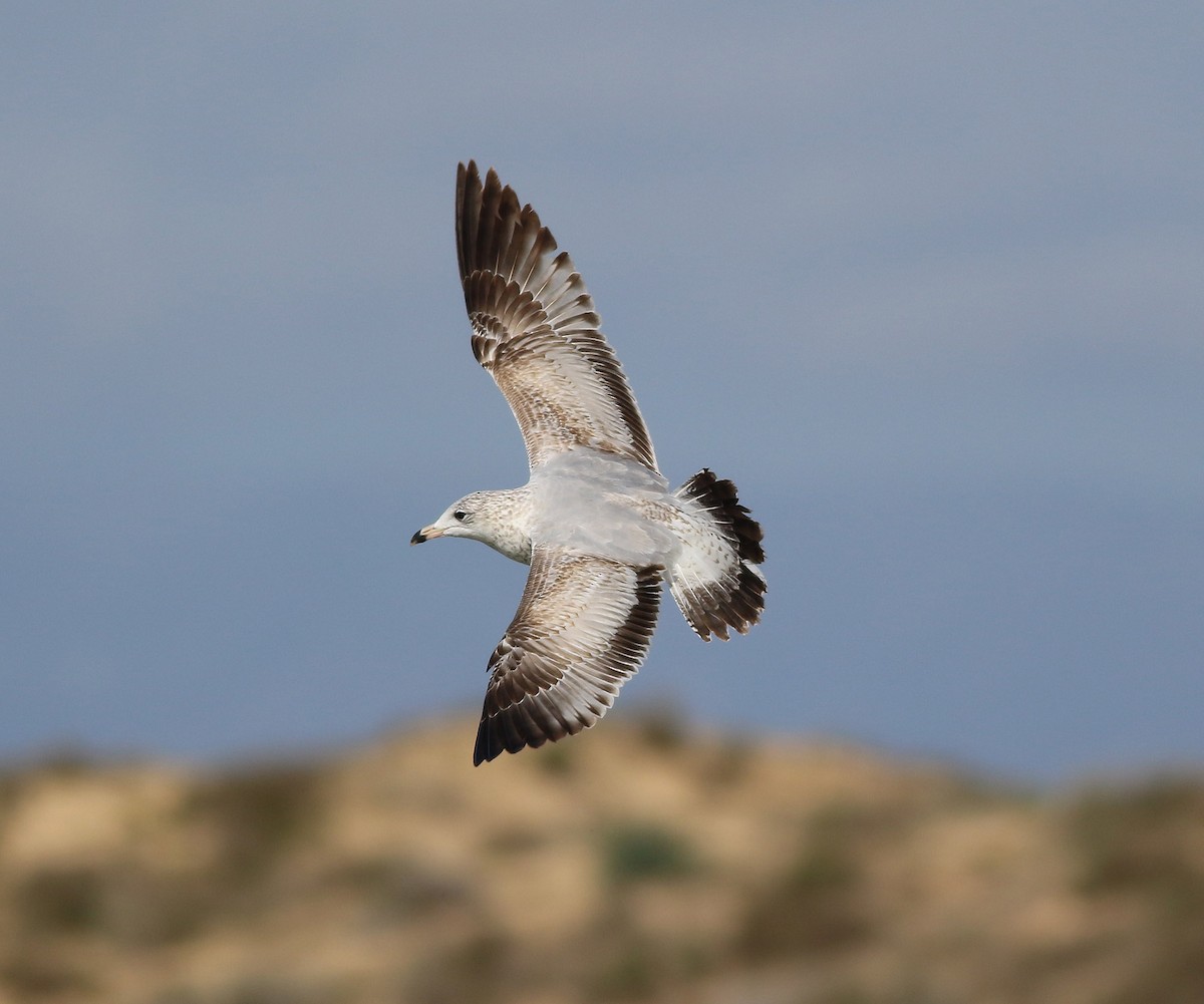 Ring-billed Gull - Georg Schreier Birdwatching Algarve