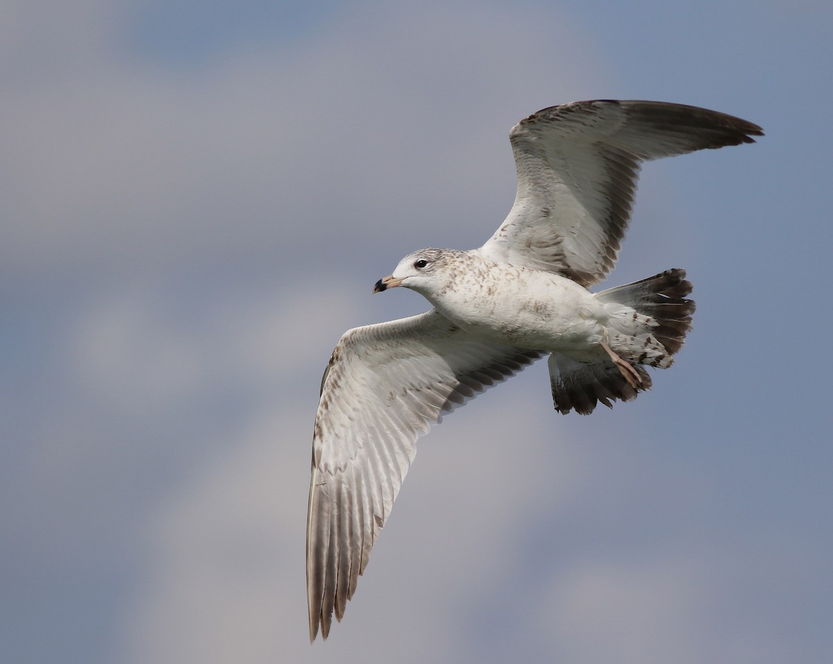 Ring-billed Gull - Georg Schreier Birdwatching Algarve