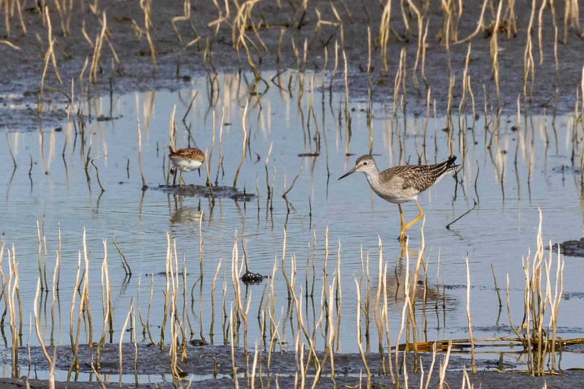 Lesser Yellowlegs - ML309629171